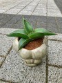Samurai Sansevieria