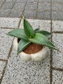 Sansevieria rozetowa Samurai