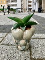 Sansevieria Samurai