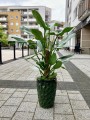 Philodendron Hastatum