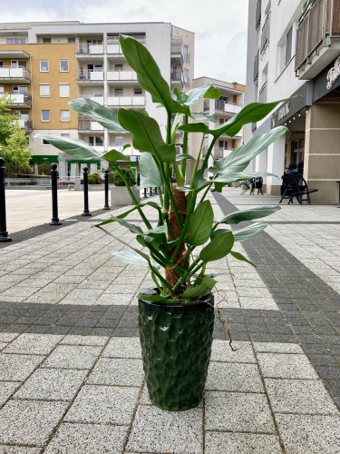 Philodendron Hastatum