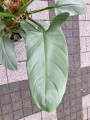 Philodendron hastatum Silver