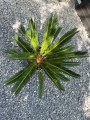 Cykas Revoluta palma