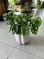 "Monkey Leaf" Monstera