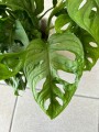 Monstera "Monkey Leaf" liść