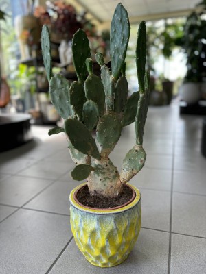 Opuntia vulgaris, opuncja