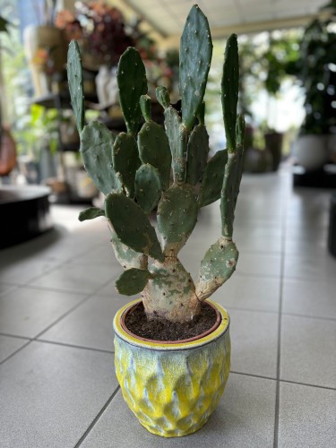 Opuntia vulgaris