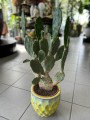 Vulgaris Opuntia