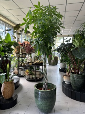 Pachira aquatica