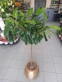 Ficus cyathistipula