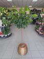 Ficus cyathistipula