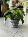 Philodendron green Princess