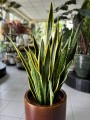 Laurentii Sansevieria
