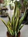 Sansevieria Laurentii liście