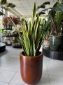 Sansevieria Laurentii