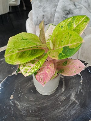 Aglaonema Apple Fantasy