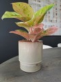 Aglaonema Apple Fantasy