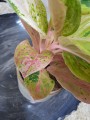 Aglaonema Apple Fantasy