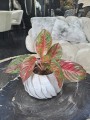 Aglaonema Dark Star