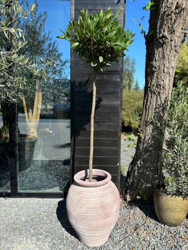 Laurus Nobilis