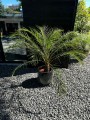 Phoenix roebelenii