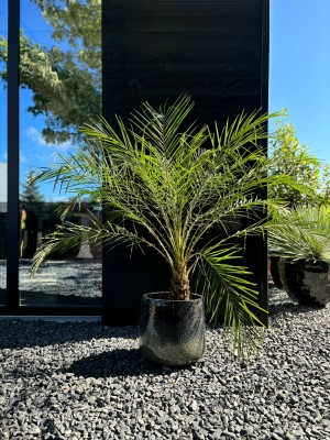 Phoenix roebelenii, daktylowiec, palma