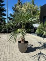 Trachycarpus fortunei XXL