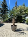 Trachycarpus fortunei