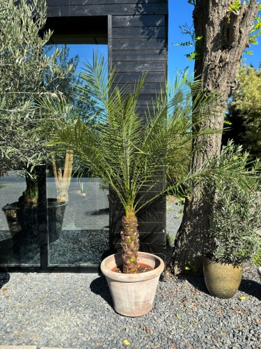 Phoenix roebelenii XL