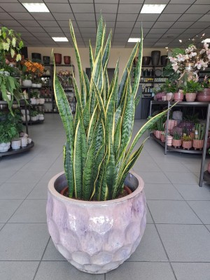 Sansevieria Laurentii XL