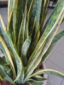 Sansevieria Laurentii XL