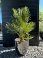 Chamaerops humilis Vulcano