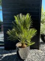 Vulcano Chamaerops humilis