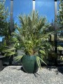 Chamaerops humilis XXL