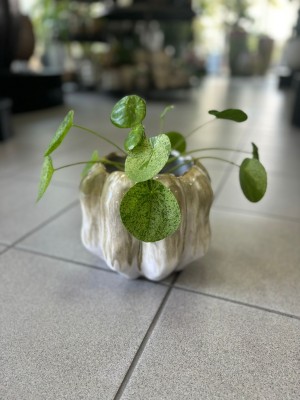 Pilea peperomoides Mojito, pieniążek 