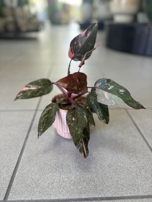 Philodendron Pink Princess, filodendron 