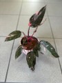 Pink Princess Philodendron