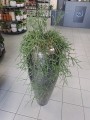 Rhipsalis Pilocarpa zwisający patyczak