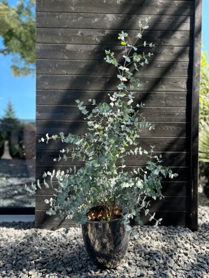 Eucalyptus, eukaliptus