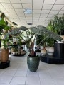 Alocasia Yucatan Princess