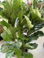 Ficus Lyrata