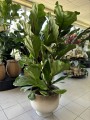 Ficus Lyrata