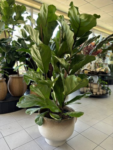 Ficus Lyrata