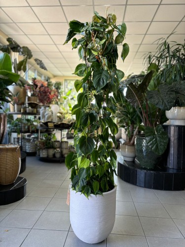 Philodendron scan Brasil