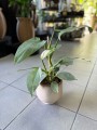 Philodendron Hastatum Silver Queen