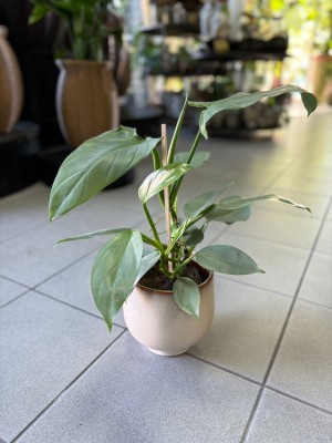 Philodendron hastatum Silver Queen, filodendron  