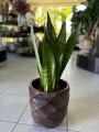 Sansevieria Zeylanica