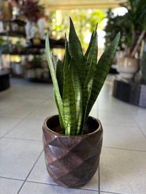 Sansevieria zeylanica 