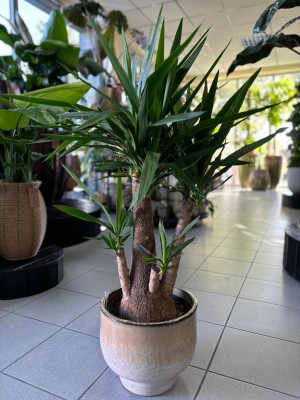 Yucca elephantipes, juka