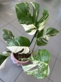 Monstera Variegata 1 liście